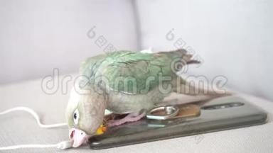 绿颊鹦鹉咬着一个小话
